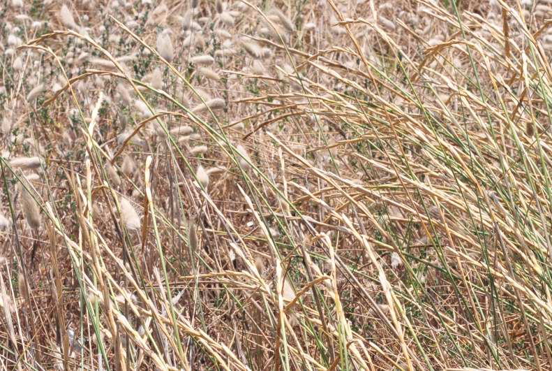 Ammophila arenaria? no, Elymus farctus